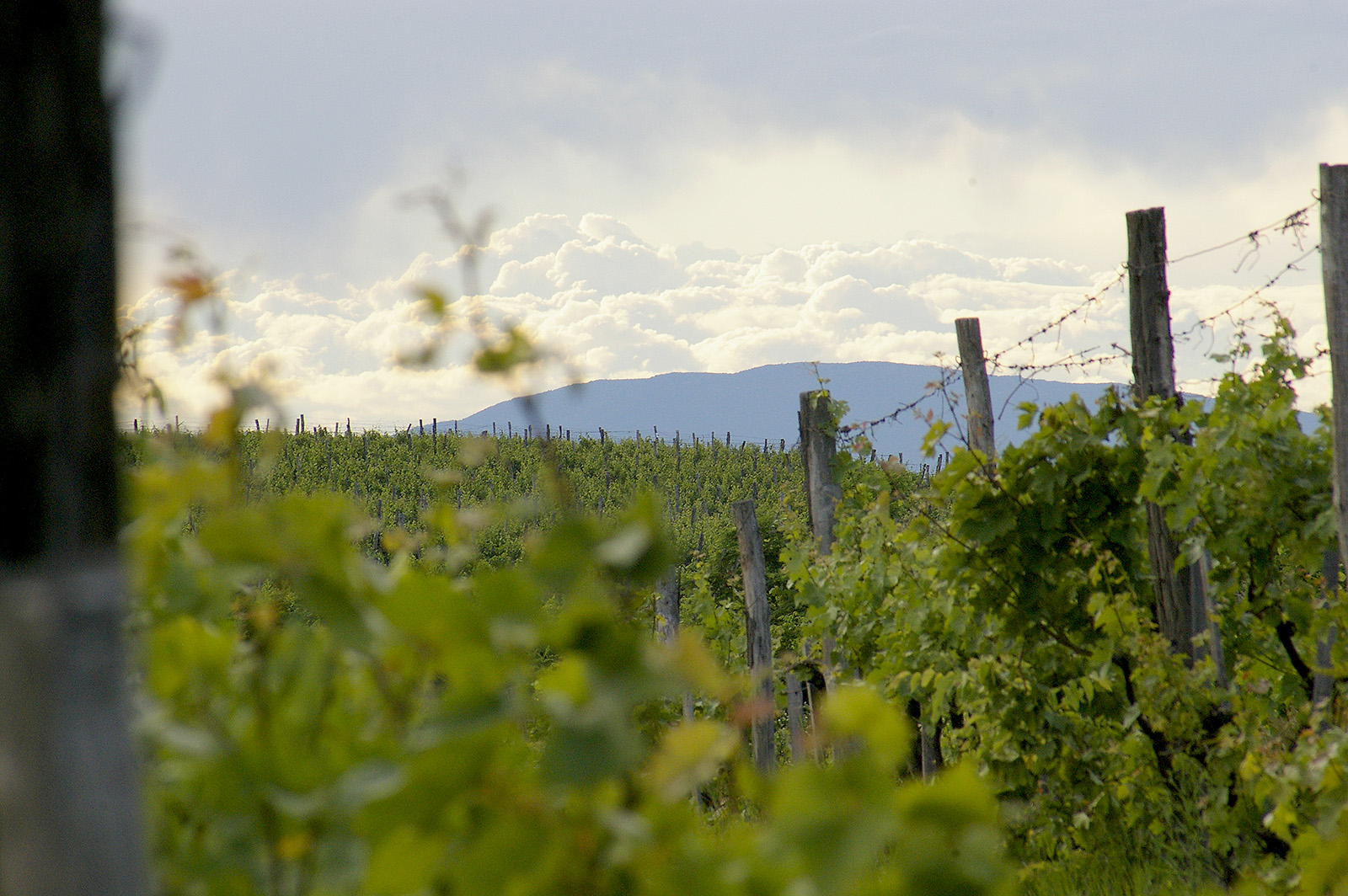 Szársomlyó túra, Villány