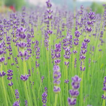 Máriagyűd, Levendulás Ház