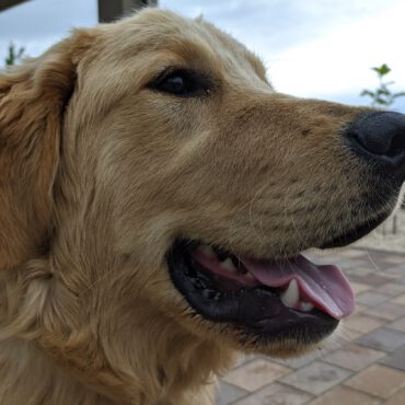 Kutyaparádé Siklóson - 2023