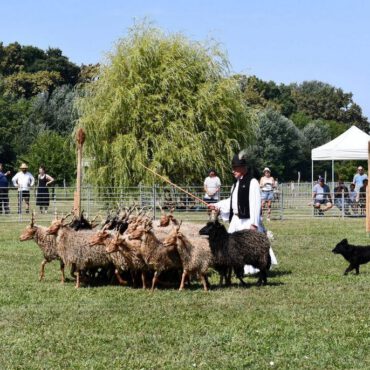 Ős-Dráva Látogatóközpont, pásztorkutya terelőverseny - plakát