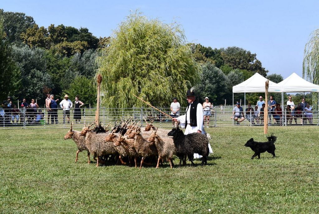 Ős-Dráva Látogatóközpont, pásztorkutya terelőverseny - plakát