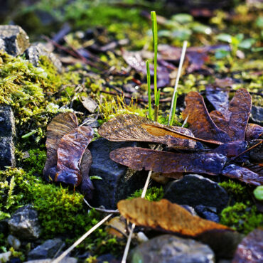 Óbánya - túraajánlat - csodaszép őszi talajszint