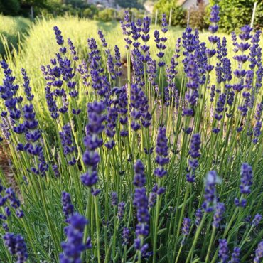 Máriagyűdi Levendulás Ház - nyílik a levendula, 2024