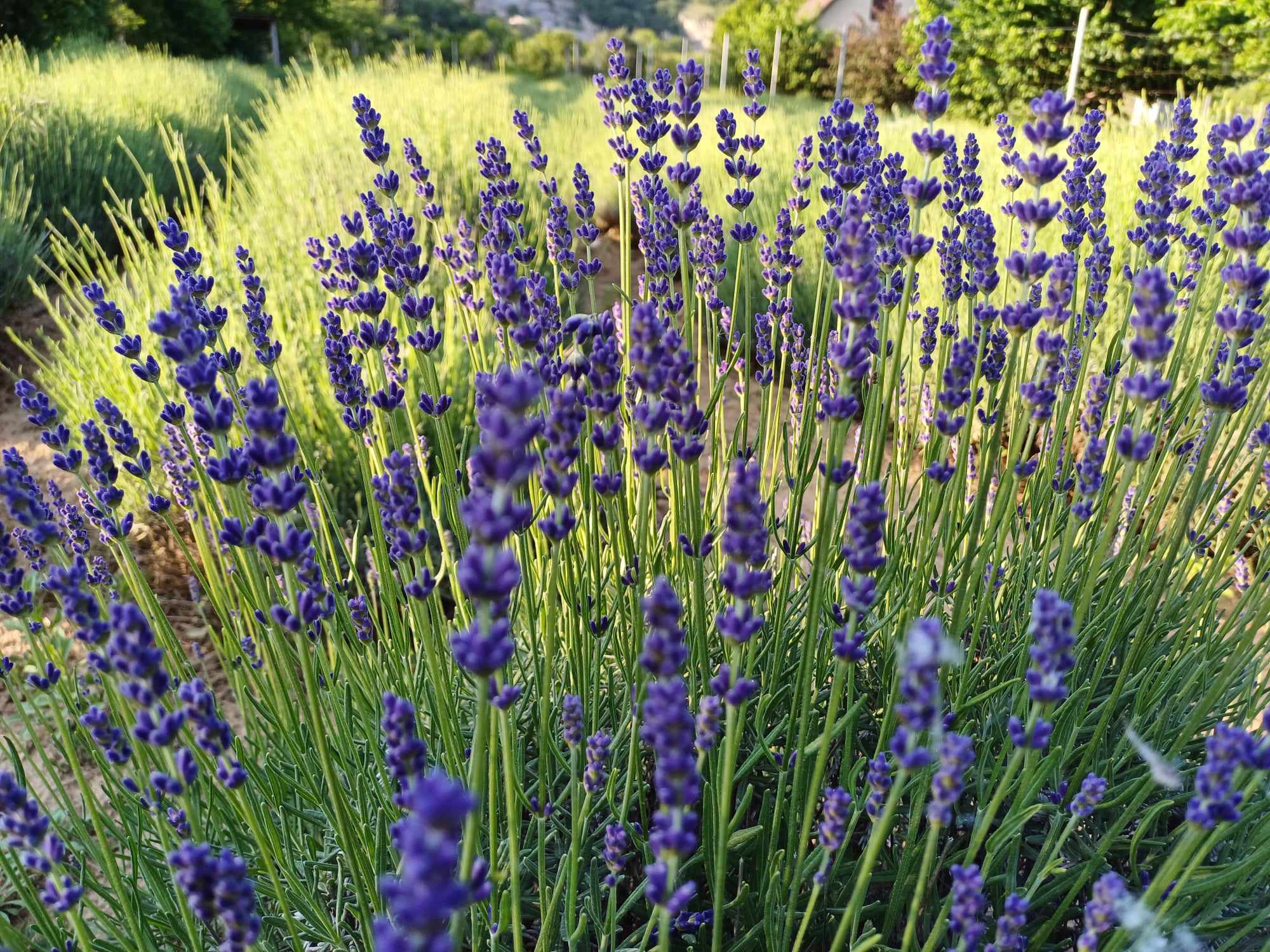 Máriagyűdi Levendulás Ház - nyílik a levendula, 2024