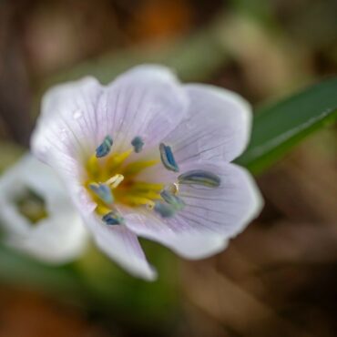 Kikerics, virágzás a Szársomlyón. Forrás: turistamagazin.hu