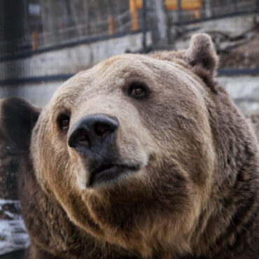 Nikoláj, a Pécsi Állatkert barnamedvéje