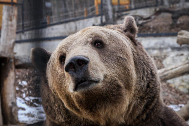 Nikoláj, a Pécsi Állatkert barnamedvéje