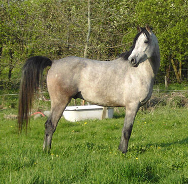 Shagya-arab ló, állatbemutató tematikus nap az Ős-Dráva Látogatóközpontban, 2025.09.19.