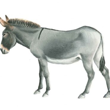 Parlagi szamár, állatbemutató tematikus nap az Ős-Dráva Látogatóközpontban, 2025.02.28.