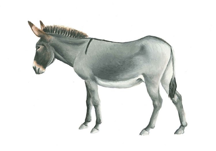 Parlagi szamár, állatbemutató tematikus nap az Ős-Dráva Látogatóközpontban, 2025.02.28.