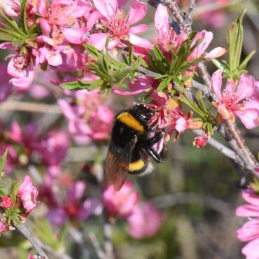 Beporzó nap az Ős-Dráva Látogatóközpontban Szaporcán - 2025.03.13.