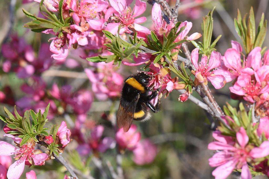 Beporzó nap az Ős-Dráva Látogatóközpontban Szaporcán - 2025.03.13.