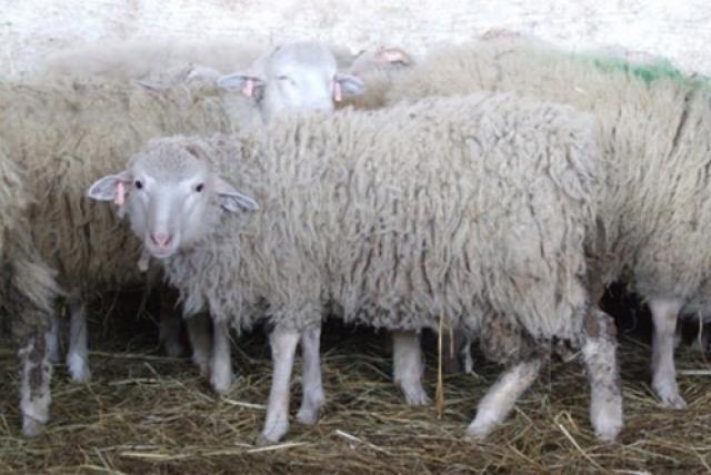 racka és cikta juhok, állatbemutató tematikus nap az Ős-Dráva Látogatóközpontban, 2025.04.25.