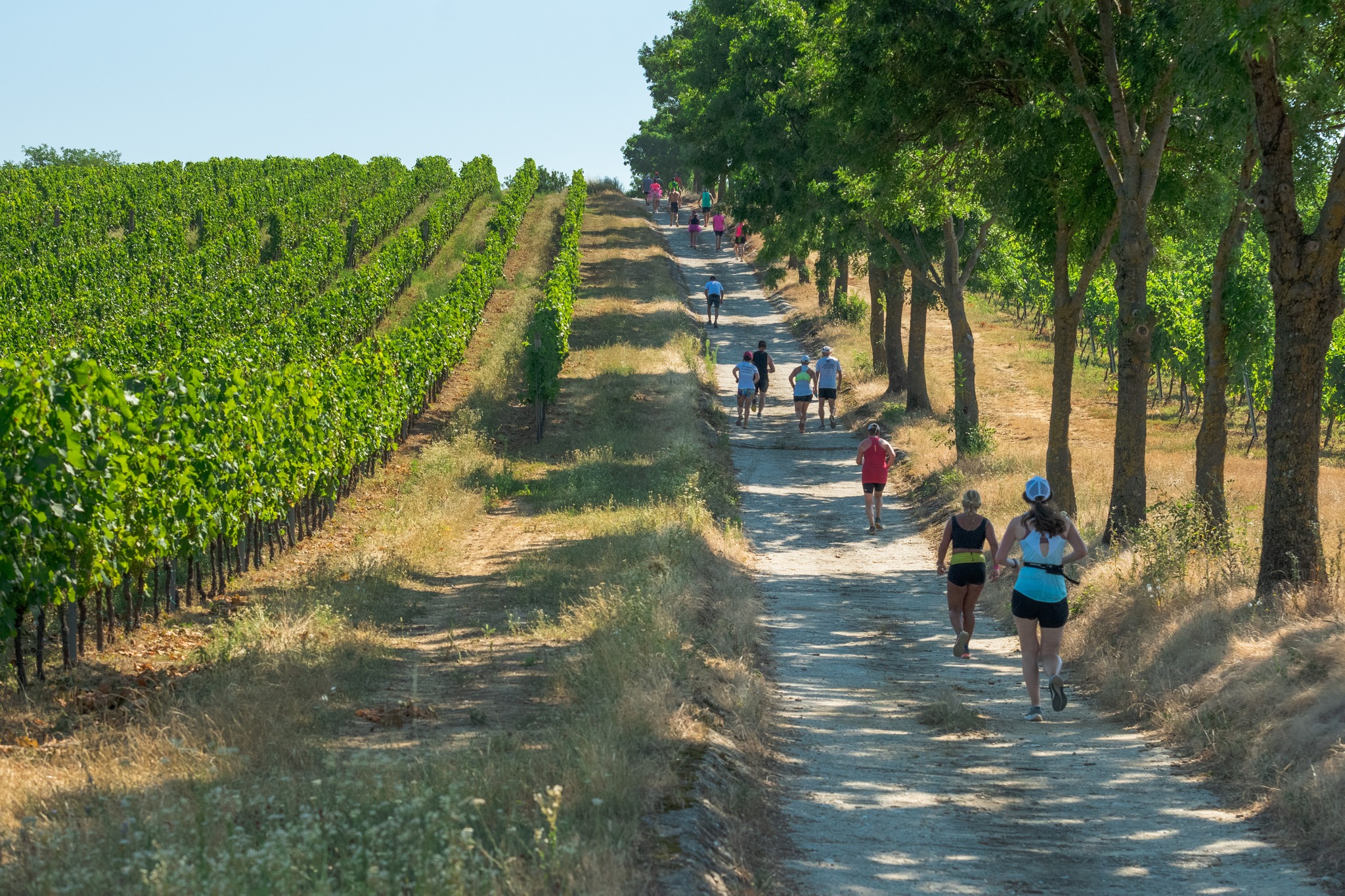 Futavillány - Futabor 2025, Villány, Ördögárok, futóverseny, sport!