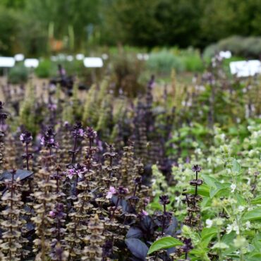 Gyógynövény túra az Ormánságban - 2025.04.11. - DDNP