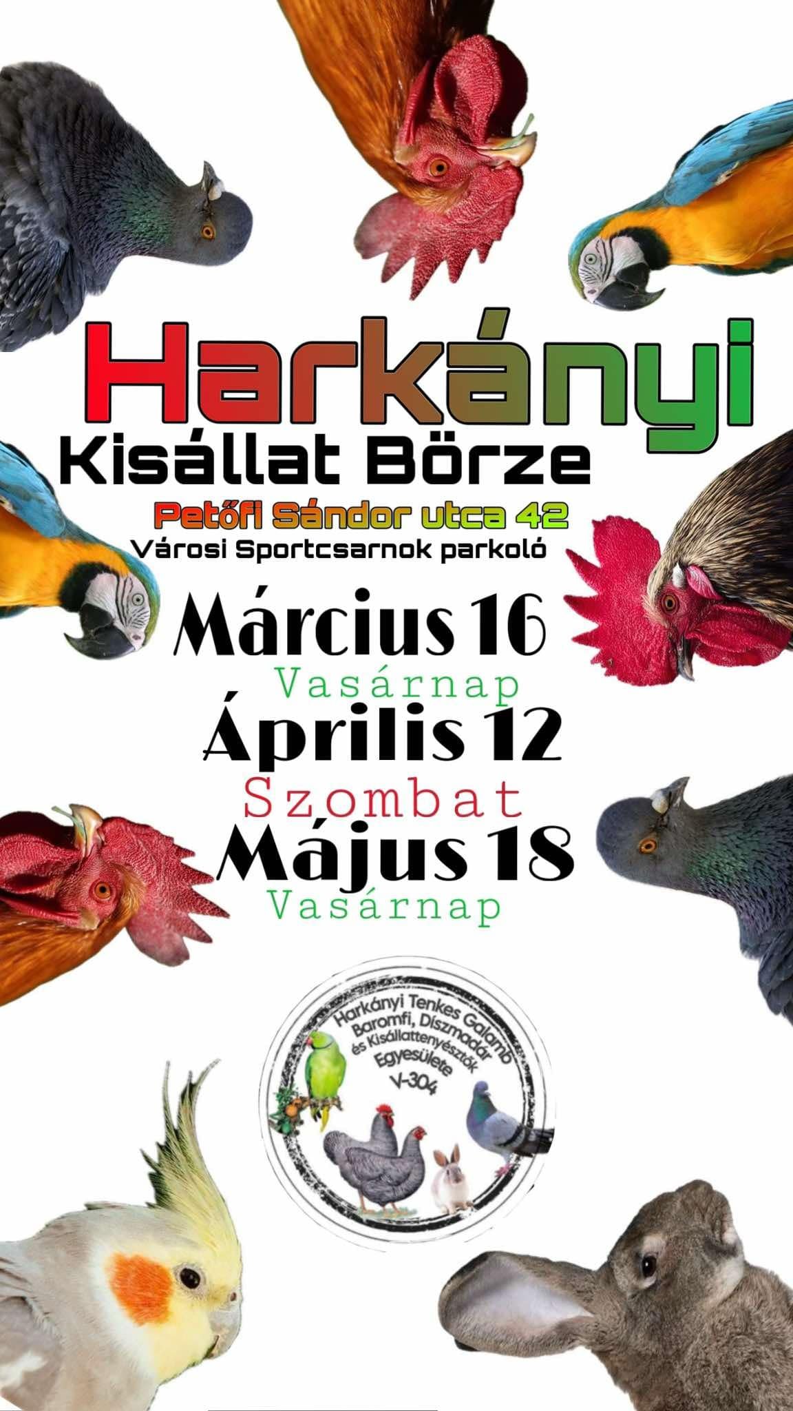 Kisállat kiállítás Harkányban, galamb, nyúl, csirke, tyúk, kakas, galamb, 2025