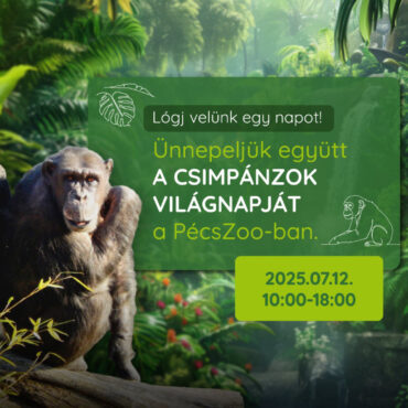 Csimpánzok Világnapja a Pécsi Állatkertben, 2025.07.12.
