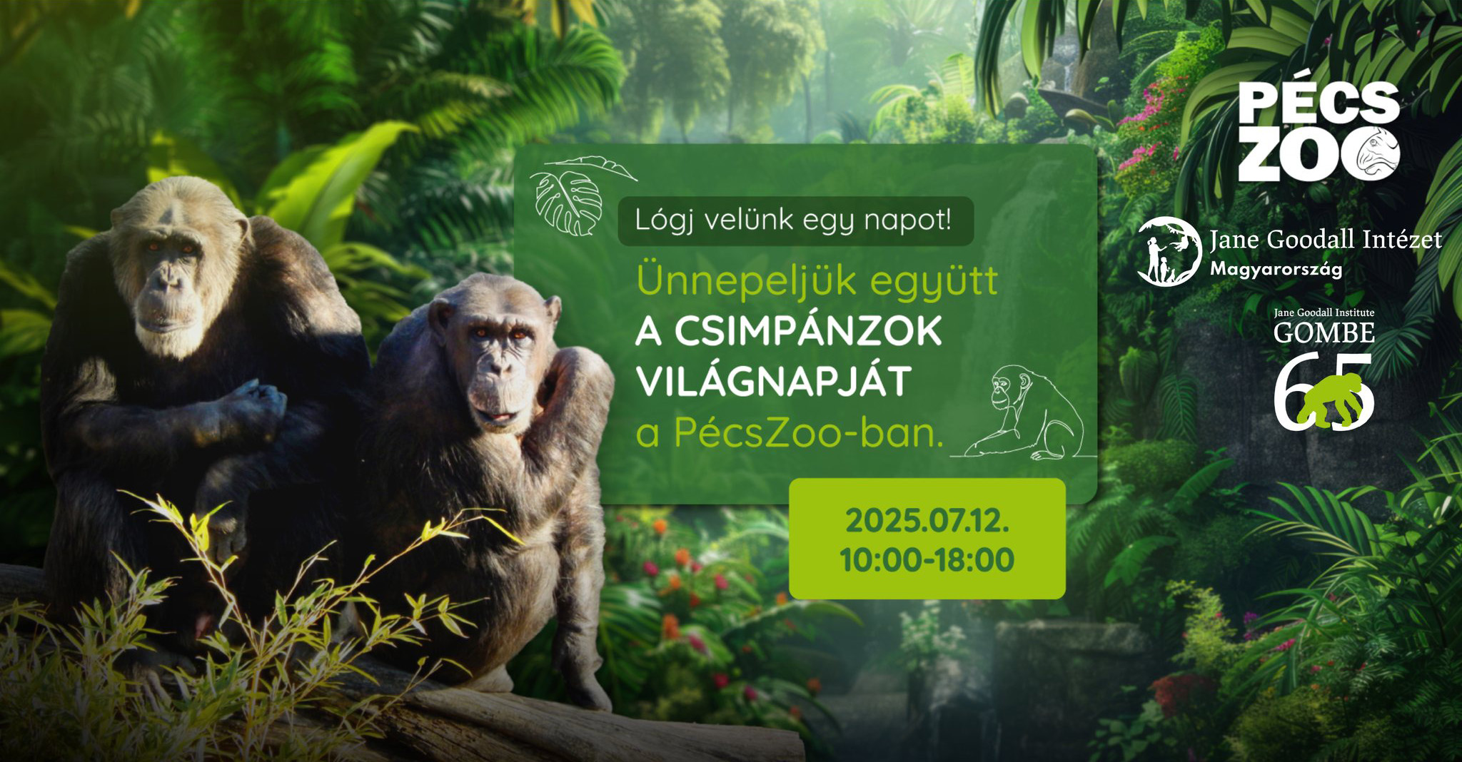 Csimpánzok Világnapja a Pécsi Állatkertben, 2025.07.12.