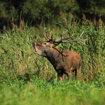 Szarvasbőgés Béda-Karapancsán, 2025.09.06., Duna-Dráva Nemzeti Park túra, Fehér Gólya Múzeum, Kölked