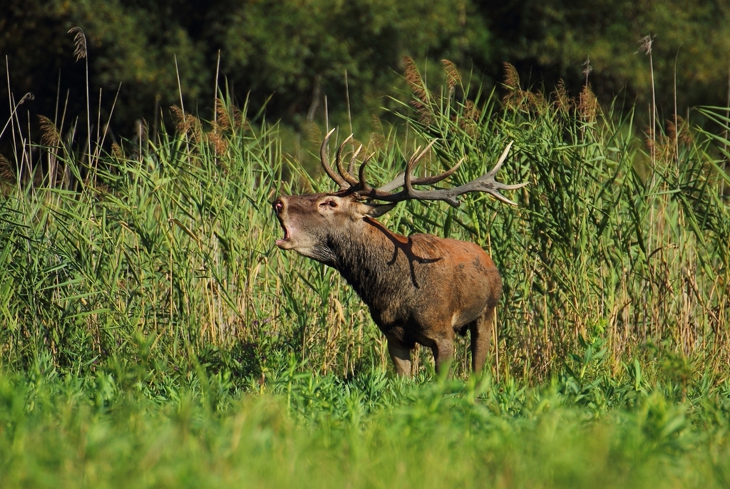 Szarvasbőgés Béda-Karapancsán, 2025.09.06., Duna-Dráva Nemzeti Park túra, Fehér Gólya Múzeum, Kölked