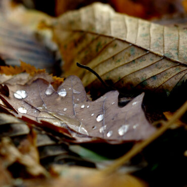Őszi falevél, benne harmatcseppekkel