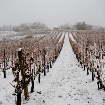 Vince-nap 2026 Villány – Bock dűlőjárás
