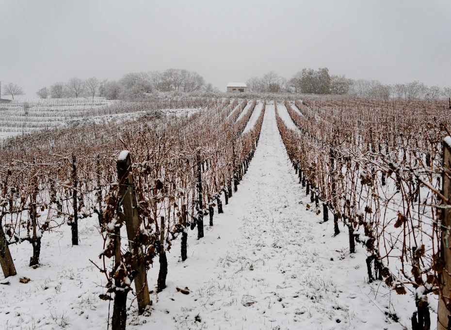Vince-nap 2026 Villány – Bock dűlőjárás