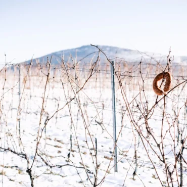 Vince nap a Villányi borvidéken 2026