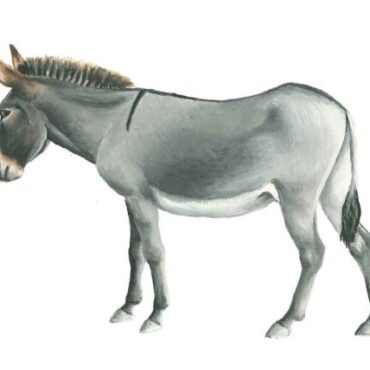 Állati - tematikus séta az Ős-Dráva Látogatóközpontban 2026.02.21-én 10 órától