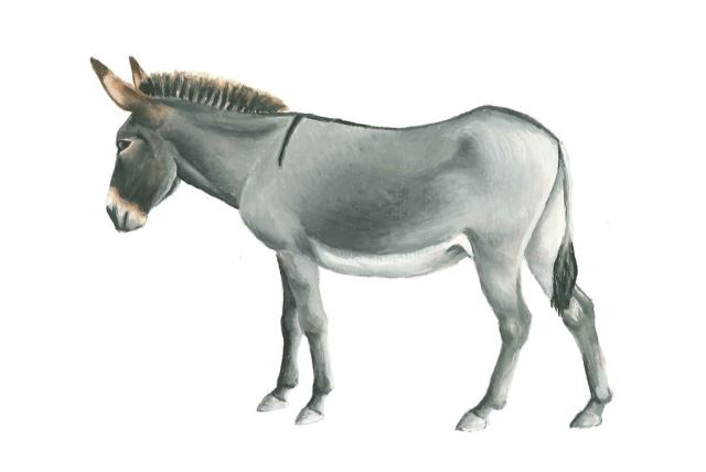 Állati - tematikus séta az Ős-Dráva Látogatóközpontban 2026.02.21-én 10 órától