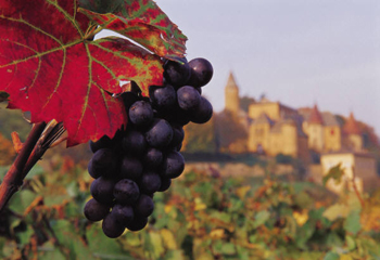 Villány - BorCoolTúra