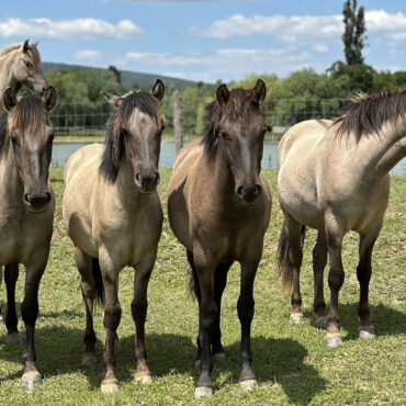 Állatasszisztált lovastréning - Pécsvárad - Scholtz Péter tanácsadó - 2026-03-22